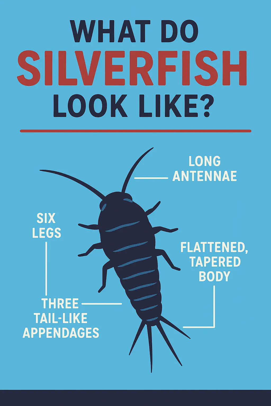 what do silverfish look like